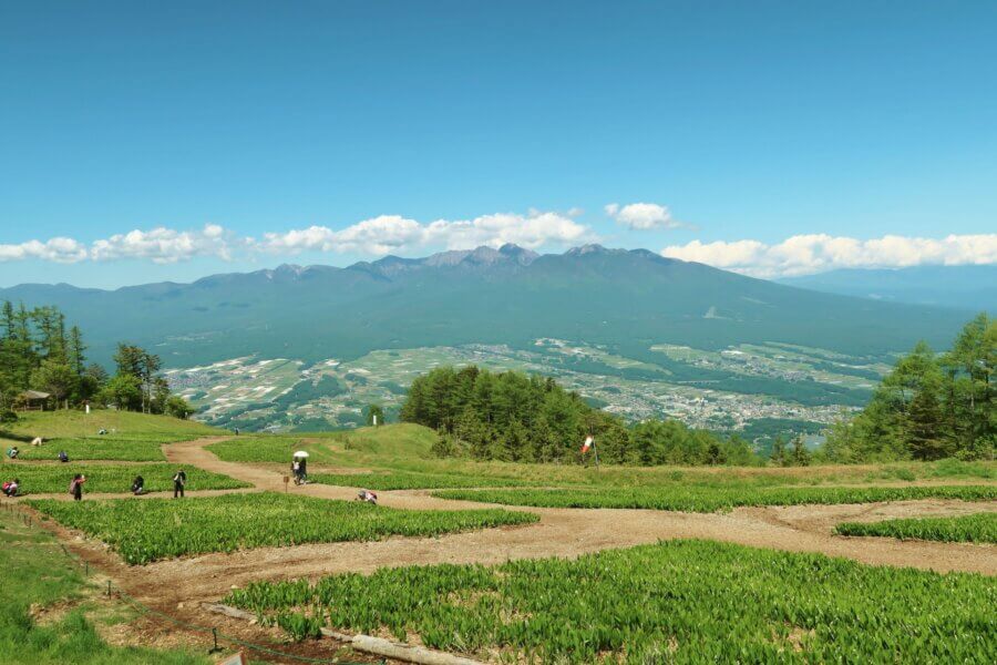 6月3日(水)　富士見パノラマリゾート花畑と諏訪さんぽ旅